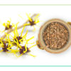 Witch Hazel: The Good, the Bad and the Beautiful
