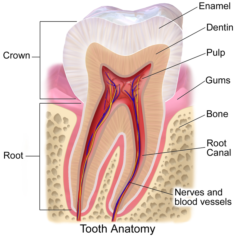 Tooth Anatomy by Bruce Blaus