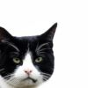 Why Does My Sweat Smell Like Cat Pee? [VIDEO]